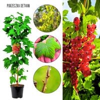 Czerwona Porzeczka Detvan idealna na soki KRZEW 40-60 cm