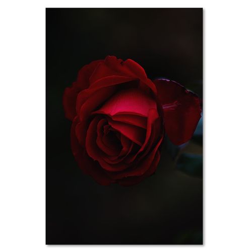 Deco Panel, Róża na czarnym tle 60x90 na Arena.pl