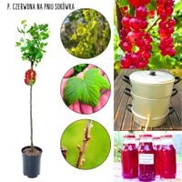 Czerwona Porzeczka Sokówka na soki NA PNIU 80-120 cm