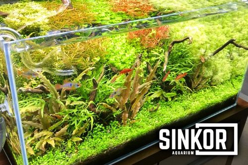 Sinkor LED II 30 cm WRB 10W z Wifi LED Control na Arena.pl