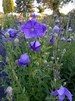 Platykodon niebieski sadzonka skalniak rabata