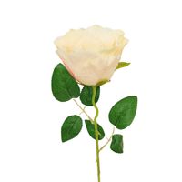 Róża pojedyncza słoneczna