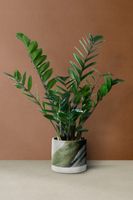 Zamioculcas Zamiokulkas zamiifolia ROŚNIE WSZĘDZIE W ZIMOWYM OPAKOWANIU