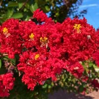 Lagerstroemia indyjska 'Petite Red' Czerwona Odmiana Indica Bez Południa 2L