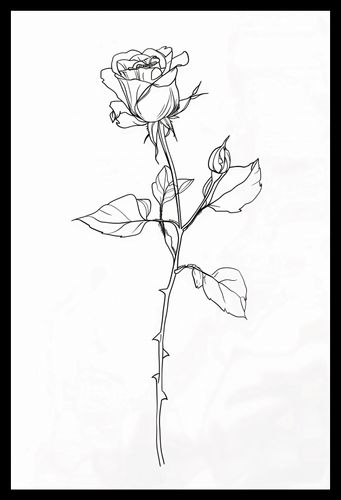 Plakat 30x45cm Kontur Róży na Arena.pl