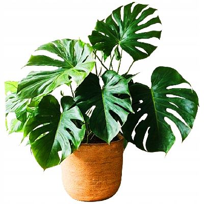 Botanic Soil Classic - Podłoże ziemia do roślin typu "Bigos " 10l na Arena.pl