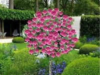 HIBISKUS NA PNIU TOWER RUBY 80-100 CM