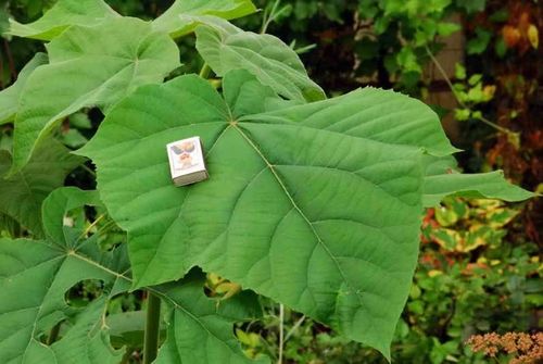 Paulownia CESARSKA drzewo TLENOWE szybkorosnące drzewko Szczęścia na Arena.pl