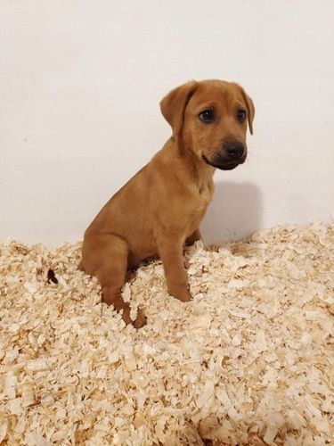 Bezpyłowe trociny ProBioBED Plus dla gryzoni jeży kur koni królika - 250 l na Arena.pl