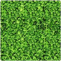 MIKROKONICZYNA DROBNOLISTNA KONICZYNA WZBOGACA TRAWNIK NASIONA 400M2 0,5KG