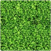 MIKROKONICZYNA DROBNOLISTNA KONICZYNA WZBOGACA TRAWNIK NASIONA 400M2 0,5KG