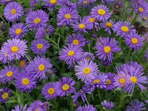 Aster alpejski VIOLET Karłowy Wiosenna bylina Na skalniak Sadzonki P9 na Arena.pl