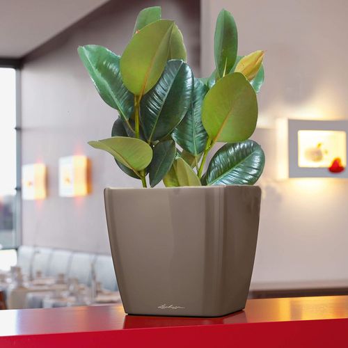 FIKUS ELASTIKA ROBUSTA 65cm na Arena.pl