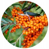 ROKITNIK leczniczy sadzonka 2 szt SADZONKI MĘSKI i ŻEŃSKI pewne