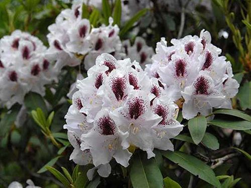 Różanecznik Calsap C3 E na Arena.pl