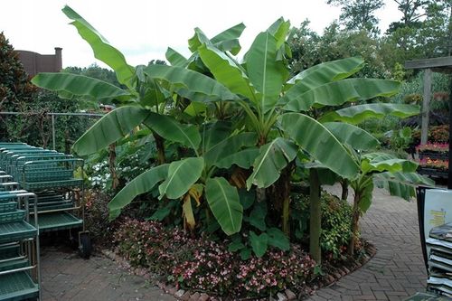 Bananowiec Musa Basjoo sadzonka 20-40cm P9 na Arena.pl