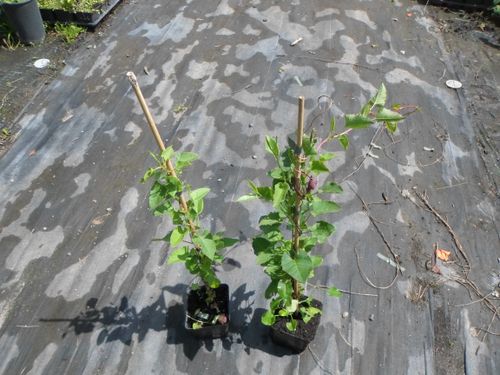 Rdestówka rdest Auberta Fallopia Aubertii P9 na Arena.pl