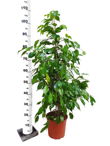 FIKUS Benjamina EXOTICA 135 cm na Arena.pl