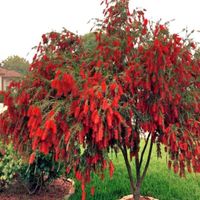 KUFLIK PŁACZĄCY Callistemon viminalis - NASIONA 10000 sztuk - 10g.