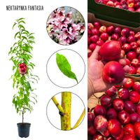 Nektarynka Fantasia nektaryna deserowa 100-150 cm