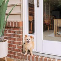 Drzwiczki dla psa do drzwi przesuwnych PetSafe Wkład do drzwi dla psa S