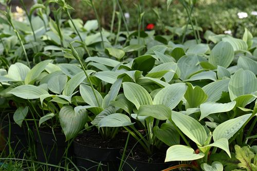 Funkia Fragrant Blue - Hosta hybrid na Arena.pl