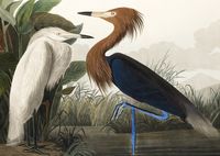 Plakat 29,7x21cm Czapla Purpurowa, J.J.Audubon Vintage do Salonu