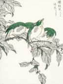 Plakat 60x80cm White-Eye, Kashu Japoński Vintage do Salonu
