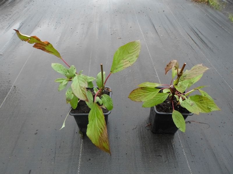 Kalina Dawn kwitnąca zimą zwiastun wiosny P9 zdjęcie 7