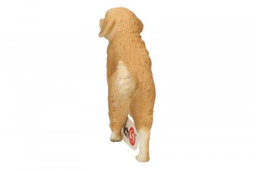 Golden retrieve r, suczka na Arena.pl