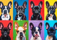 Plakat 29,7x21cm Buldogi Francuskie