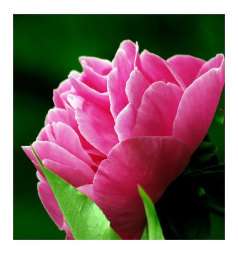 Yodeyma Seducción Woda Perfumowana Dla Kobiet 100ml na Arena.pl