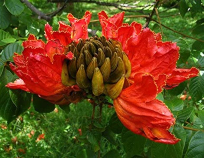 TULIPAN AFRYKAŃSKI Spathodea campanulata - NASIONA 2200 sztuk - 10g. zdjęcie 1