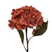 Hortensja pojedyncza pomarańczowa