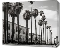 Obraz 60x50cm Spacer w Cieniu Palm