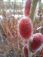 Wierzba Mt Aso atrakcyjne czerwonoróżowe bazie