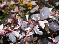 P9 BERBERYS OTTAWSKI SILVER MILES