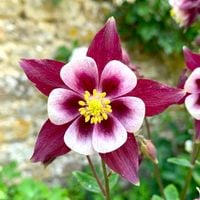 ORLIK WINKY DOUBLE ROSE WHITE - sadzonki 10 / 20 cm