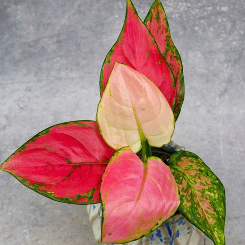 AGLAONEMA Pinky Promise DØ6cm Łatwa w uprawie. Idealna na prezent na Arena.pl