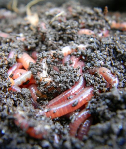 10L Bio Bigos Lekkie Uniwersalne Podłoże Ziemia do Kwiatów Monstera Juka zdjęcie 3