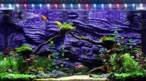 Świetlówka LED oświetlenie AKWARIUM 8520 50cm na Arena.pl