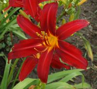 LILIOWIEC CRIMSON PIRATE - sadzonki w doniczkach !