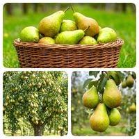 GRUSZA FAWORYTKA KLAPSA KRÓLOWA GRUSZEK ODPORNA