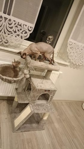 DRAPAK DLA KOTA KOTÓW STABILNY LEGOWISKO WIEŻA SŁUPEK DOMEK 3 POZIOMY na Arena.pl