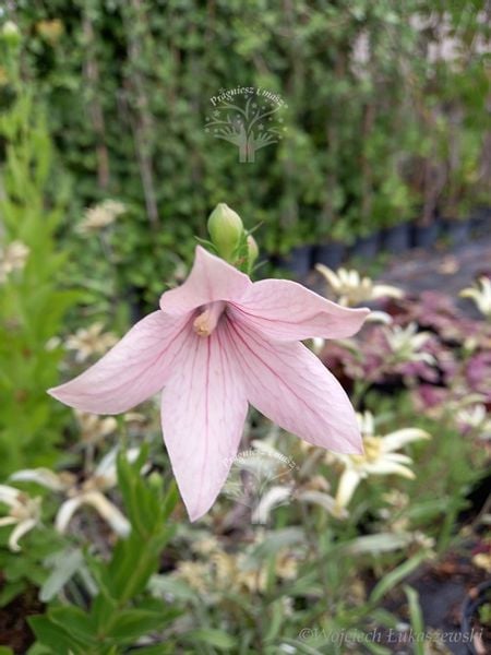Platykodon różowy sadzonka skalniak rabata zdjęcie 2