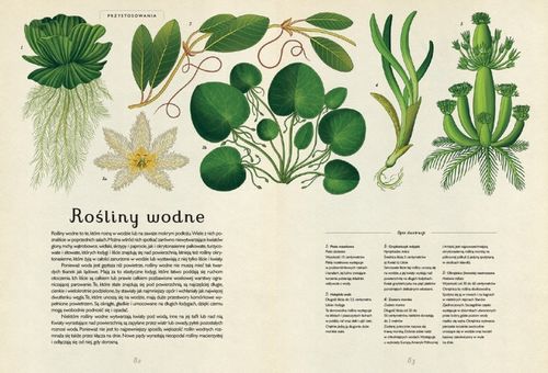 Botanicum na Arena.pl