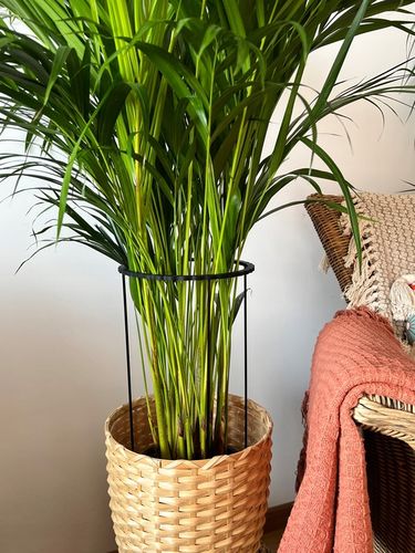 Podpórki do roślin kwiatów podpora podpórka obejma RING ŁĄCZONY 2w1 L 50/21 na Arena.pl