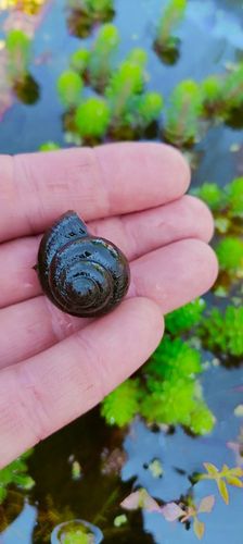 5 x Ślimak do oczka Żyworodka pospolita Filtruje na Arena.pl