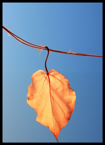 Plakat 39,5x55cm Ostatni Liść na Arena.pl