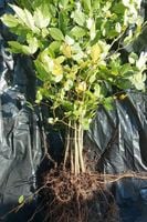 Buk pospolity sadzonki 100-150 cm  I SORT